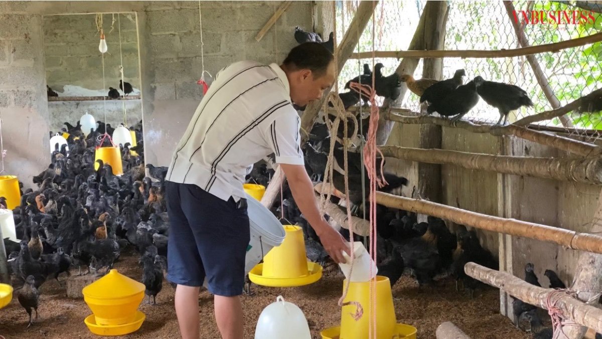 Thức ăn của gà chủ yếu là các loại thực phẩm hữu cơ và cám vi sinh.