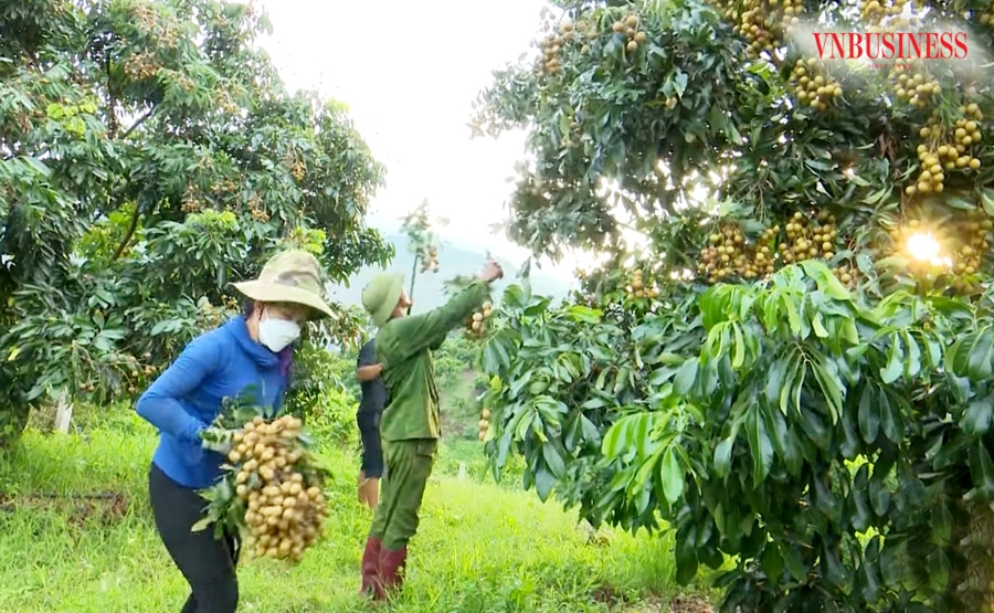 Yên Châu sẽ tiếp tục thúc đẩy hỗ trợ, phát huy tiềm năng của các loại cây ăn quả thế mạnh.