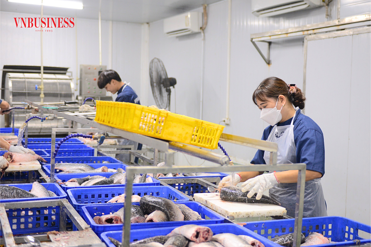 Với Luật BHXH sửa đổi, cơ hội tham gia BHXH với lao động HTX sẽ cao hơn &lpar;Ảnh: Phạm Hòa&rpar;.