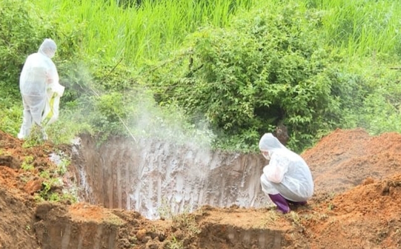 Đào hố tiêu hủy lợn dịch bệnh.