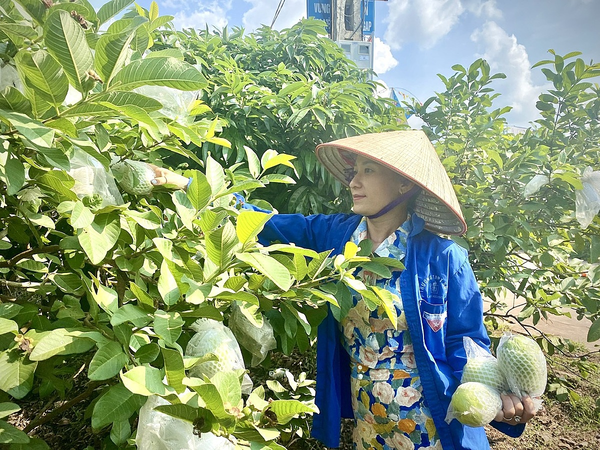 Cần cơ chế phù hợp để giúp HTX giải thể thuận lợi, từ đó thúc đẩy kinh tế tập thể phát triển &lpar;Ảnh minh họa&rpar;.