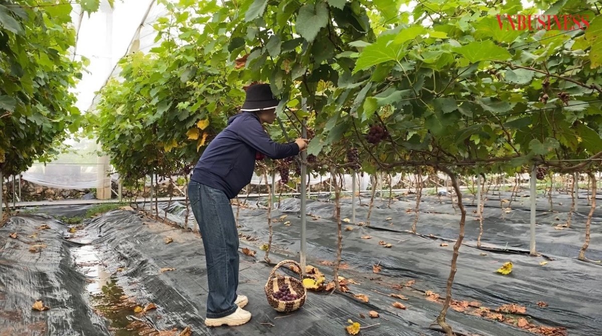 Trên diện tích hơn 2ha, HTX Nông nghiệp xứ Đoài chủ yếu trồng giống nho Hạ đen.