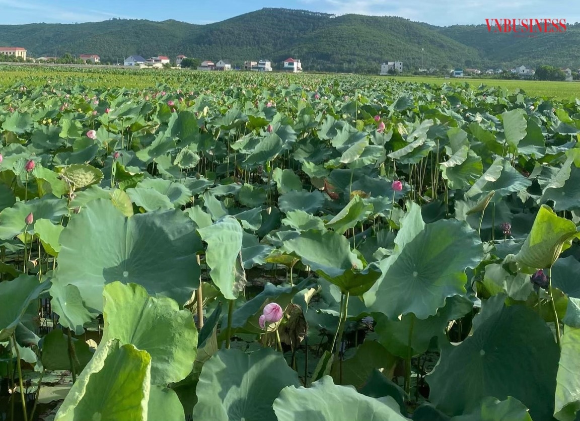 HTX đang nghiên cứu và phát triển thêm các sản phẩm từ sen.