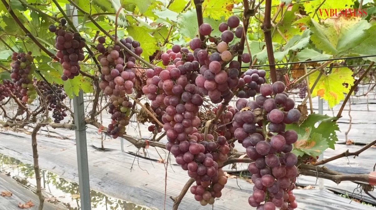 Nho được chăm sóc kỹ lưỡng, áp dụng công nghệ tưới nhỏ giọt, nhà màng,…