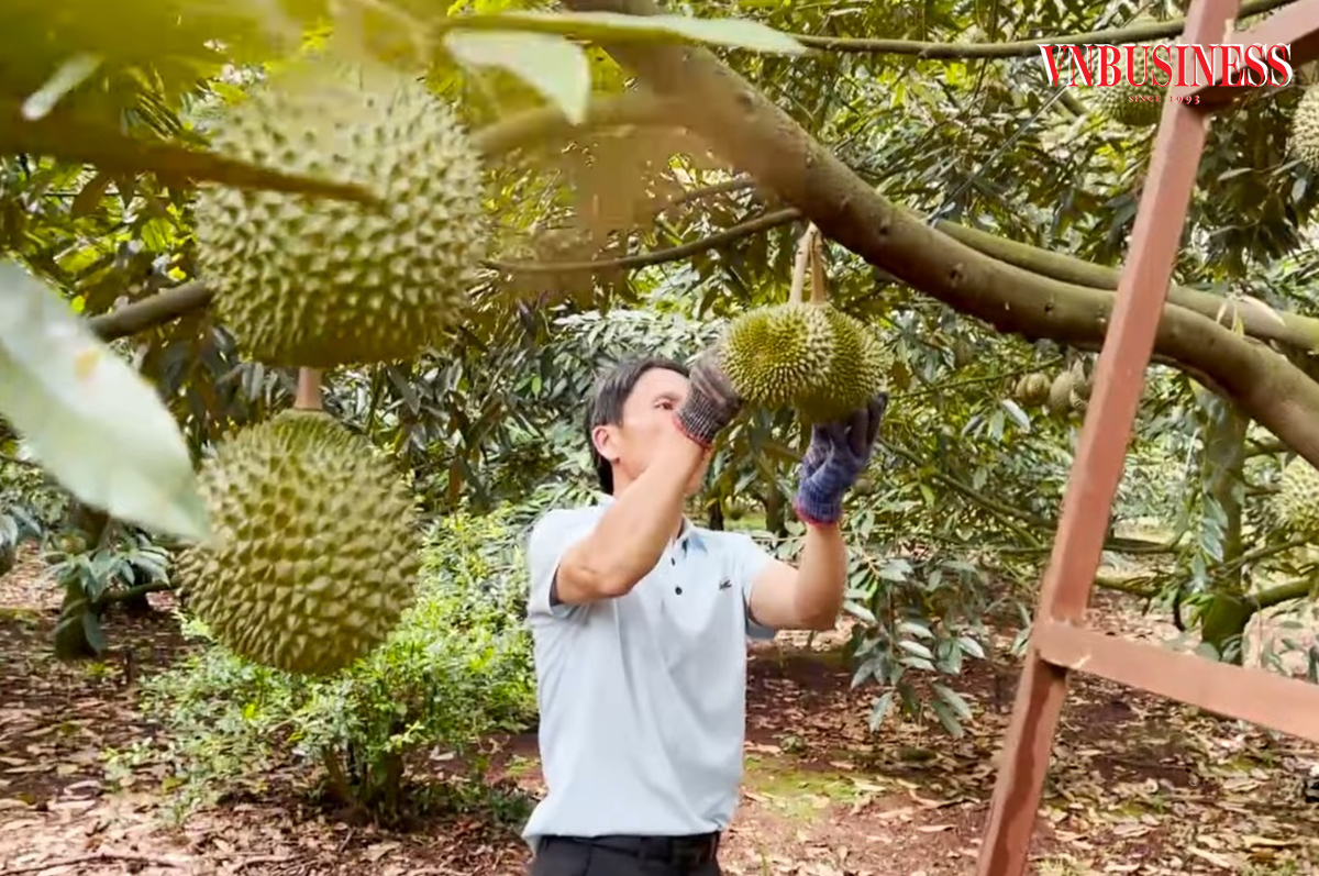 Giá bán cao giúp người trồng sầu riêng tiếp tục nối dài các vụ mùa thắng lớn.