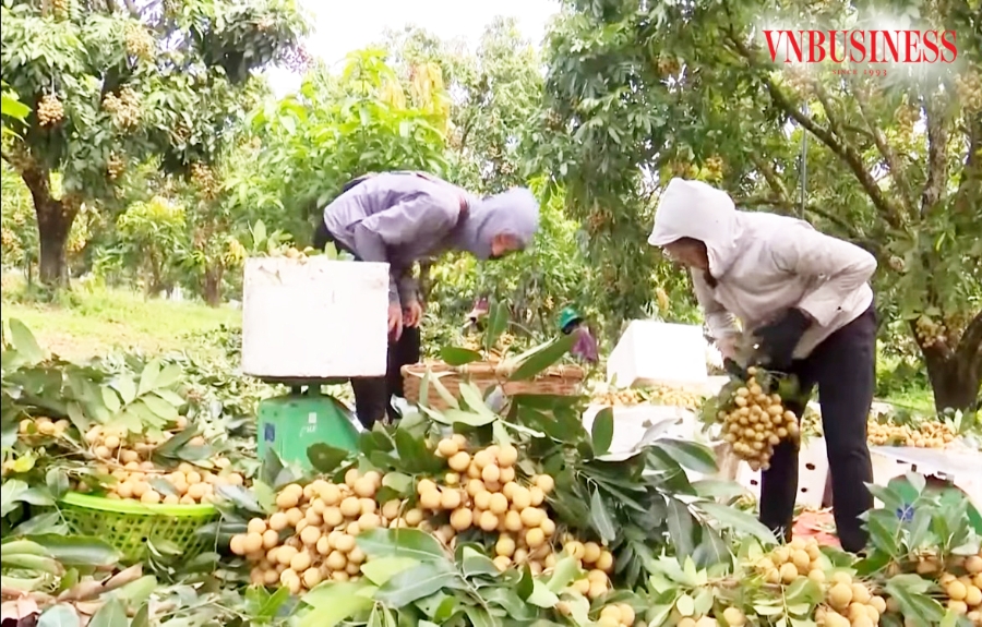 Sông Mã định hướng sản xuất nhãn chín sớm theo hướng an toàn, hữu cơ.