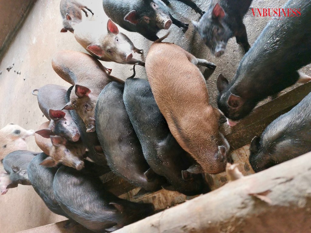 Các sản phẩm của HTX Đông Xuân rất đa dạng: rau củ quả, lợn, gia súc, gia cầm,... được tiêu thụ khắp nơi với chất lượng được cam kết đạt chuẩn.