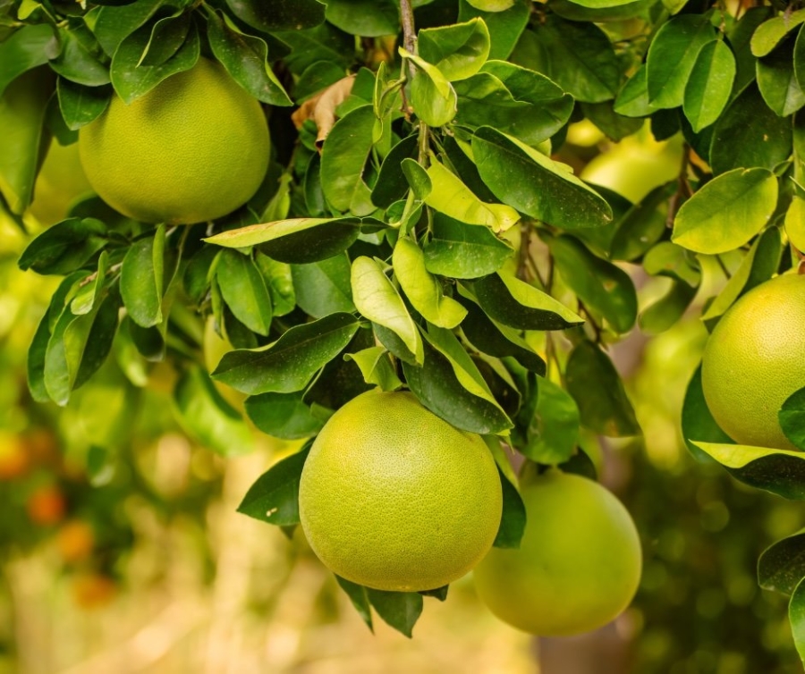 Mất hơn 4 năm để quả bưởi Việt Nam có thể xuất khẩu sang Hoa Kỳ.