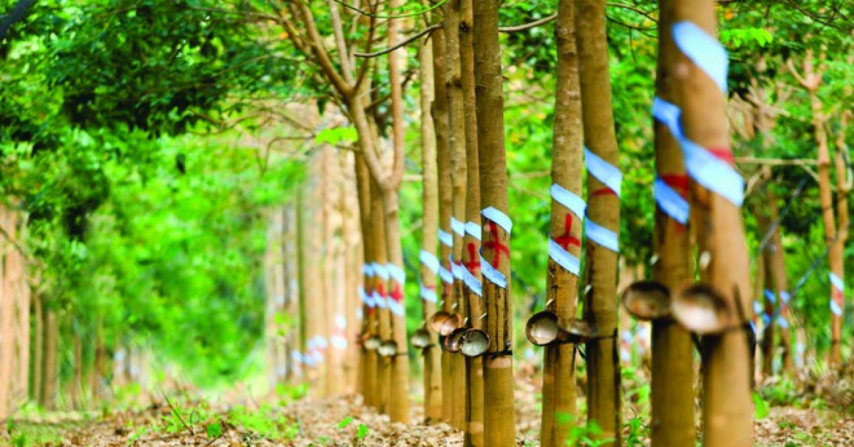 6 tháng đầu năm, Cao su Phước Hòa mới thực hiện được 15% mục tiêu lợi nhuận.