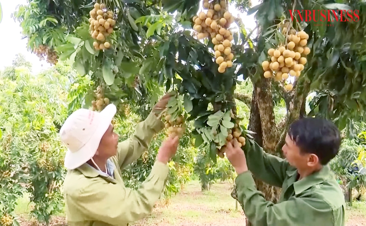 Nhãn đang được mệnh danh là cây tỷ phú ở Sông Mã.
