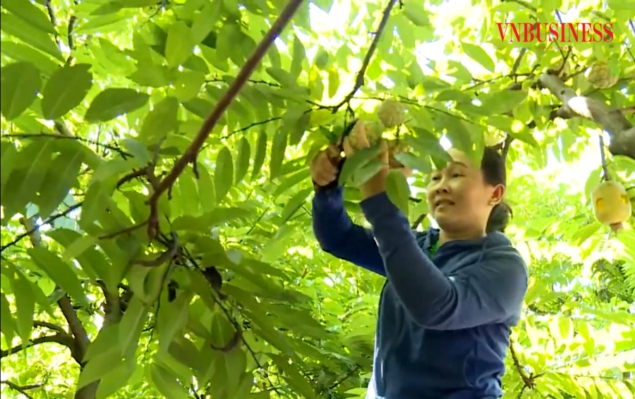 Việc tham gia HTX giúp các hộ trồng na nâng cao nội lực, tăng sức cạnh tranh.