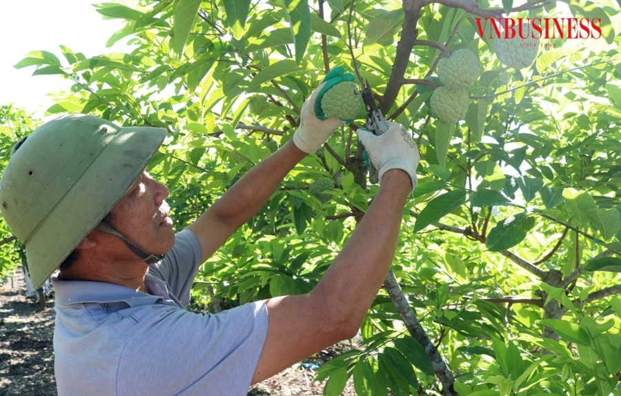 Trồng na trái vụ đang mang lại thu nhập cao cho nông dân tại nhiều địa phương.