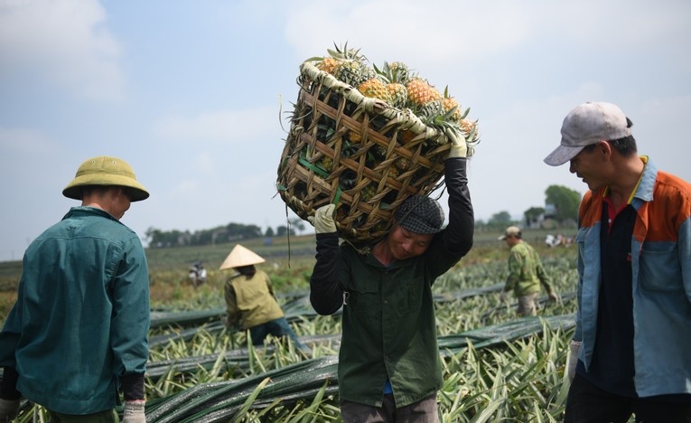 Các dự án nông nghiệp cần thời gian dài để triển khai đi đôi với cần sự ổn định của chính sách từ Nhà nước.