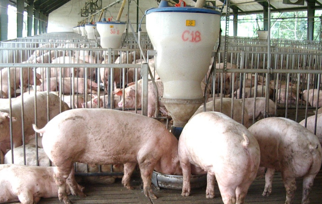 Giá lợn hơi hiện đang duy trì ở mức cao.