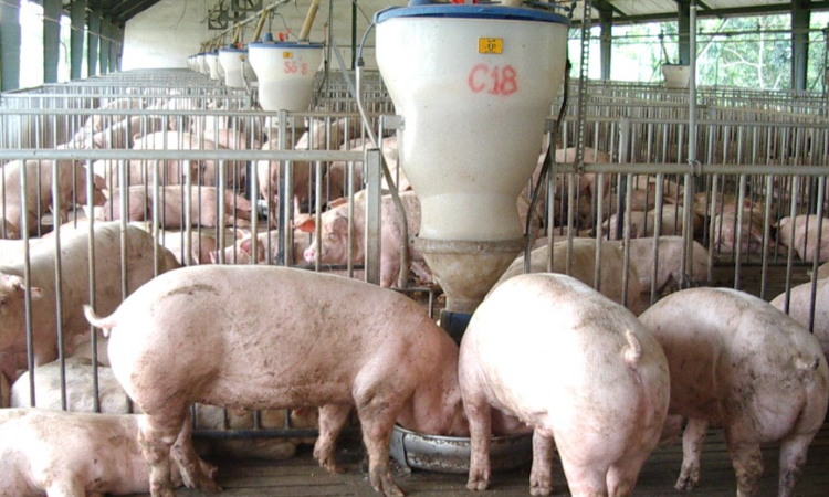 Nguồn cung lợn hơi có thể dồi dào đến cuối năm?