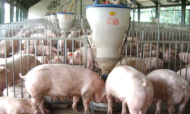 Nguồn cung lợn hơi có thể dồi dào đến cuối năm?