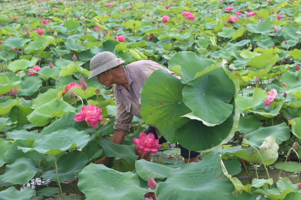HTX sen Vân Đài &lpar;Thái Bình&rpar; là mô hình tiêu biểu trong sản xuất sen theo chuỗi giá trị gắn với du lịch hiệu quả.