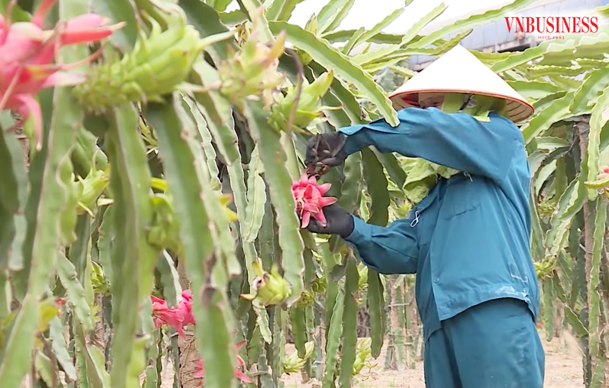 Thanh long Sơn La đang xuất khẩu thành công sang nhiều nước từ Á sang Âu.