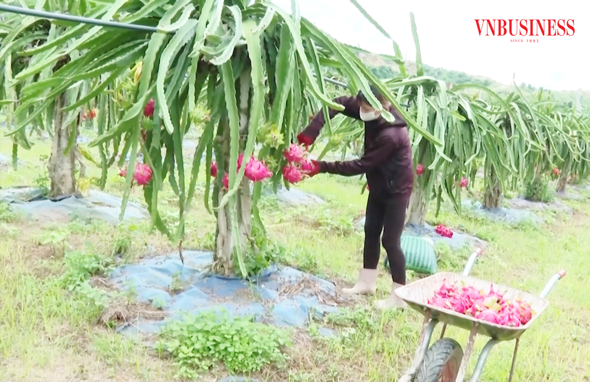 Thanh long đang trở thành cây kinh tế chủ lực, xóa nghèo, làm giàu cho nông dân Sơn La.