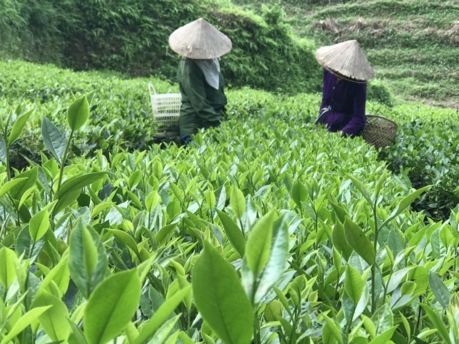 HTX Trà an toàn Phú Đô sản xuất theo hướng nông nghiệp bền vững.