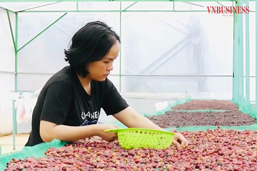 Nhờ quy trình sản xuất nghiêm ngặt, cà phê Quảng Trị đang được đánh giá là một trong những loại cà phê ngon nhất Việt Nam.