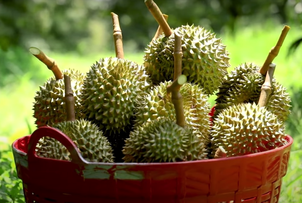 Sầu riêng là loại trái cây xuất khẩu dẫn đầu trong 6 tháng đầu năm với giá trị đạt 1,5 tỷ USD.