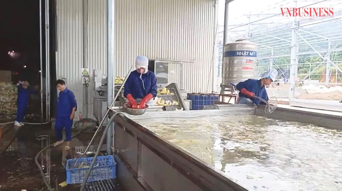 HTX măng tre Bát độ Hưng Khánh đã liên kết với doanh nghiệp đứng ra trực tiếp thu mua sản phẩm măng cho nông dân, đảm bảo ổn định về giá, kịp thời vụ.