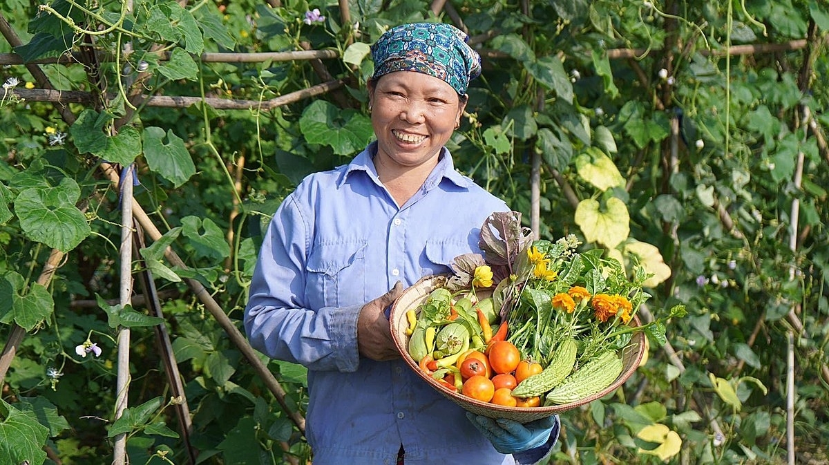 Thành viên HTX Bái Thượng thu hoạch nông sản.
