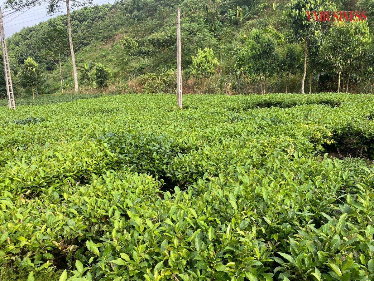 Vùng sản xuất chè xanh chất lượng cao của HTX có diện tích khoảng 60 ha, trong đó có 25 ha chè chăm sóc; trồng mới, trồng thay thế là 35 ha.