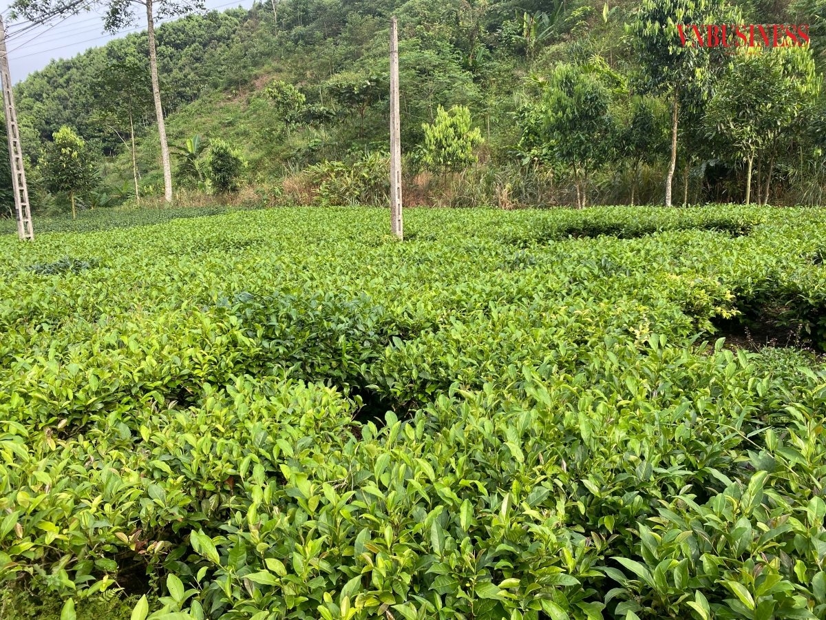 Vùng sản xuất chè xanh chất lượng cao của HTX có diện tích khoảng 60 ha, trong đó có 25 ha chè chăm sóc; trồng mới, trồng thay thế là 35 ha.