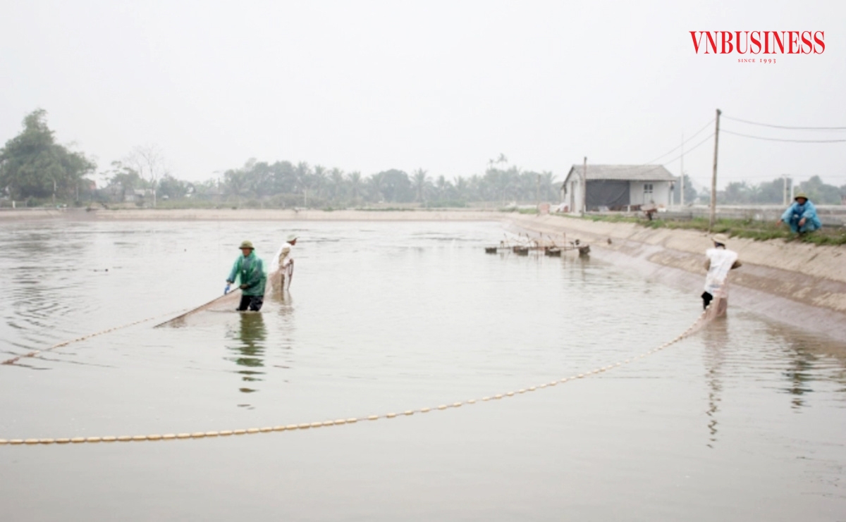 Nuôi thủy sản công nghệ cao cũng đang mang lại giá trị triệu đô cho các hộ dân ở Tứ Kỳ.