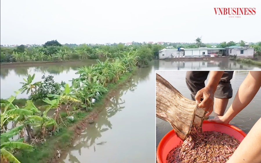 Mô hình trồng lúa kết hợp nuôi rươi, cáy theo hướng hữu cơ mang lại thu nhập 400-500 triệu đồng/ha/năm.