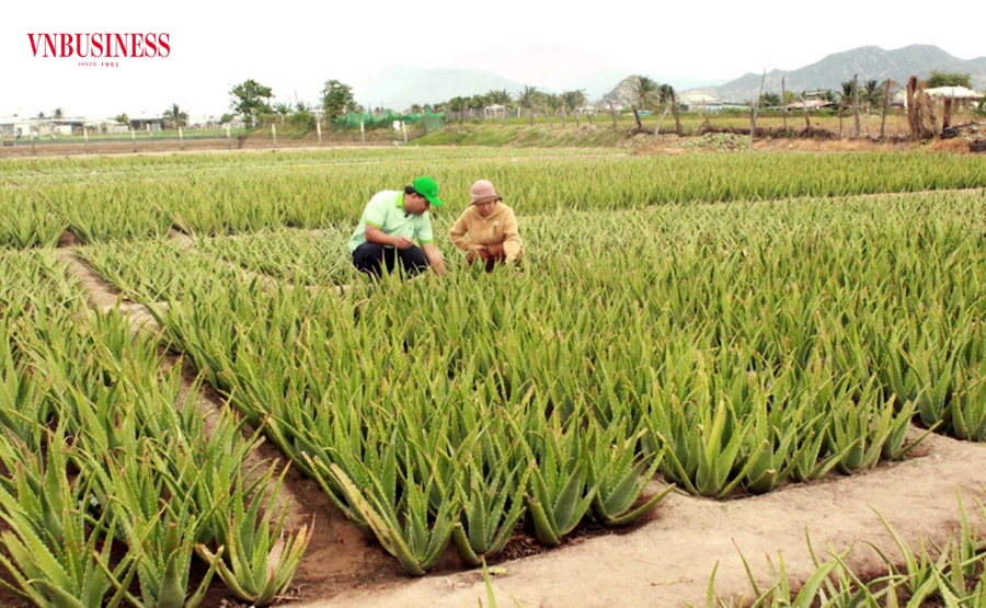 Đất nông nghiệp là phân khúc đầu tư tiềm năng, song cũng nhiều rủi ro nếu không đủ tỉnh táo, kinh nghiệm.