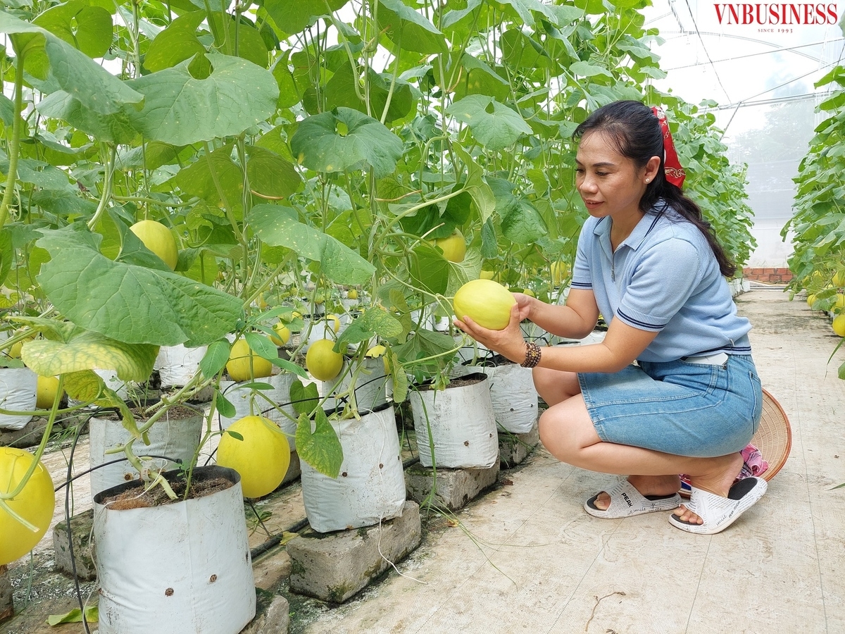 Một trong những điểm mới trong Luật HTX 2023 là cho phép HTX thuê người ngoài làm giám đốc HTX.