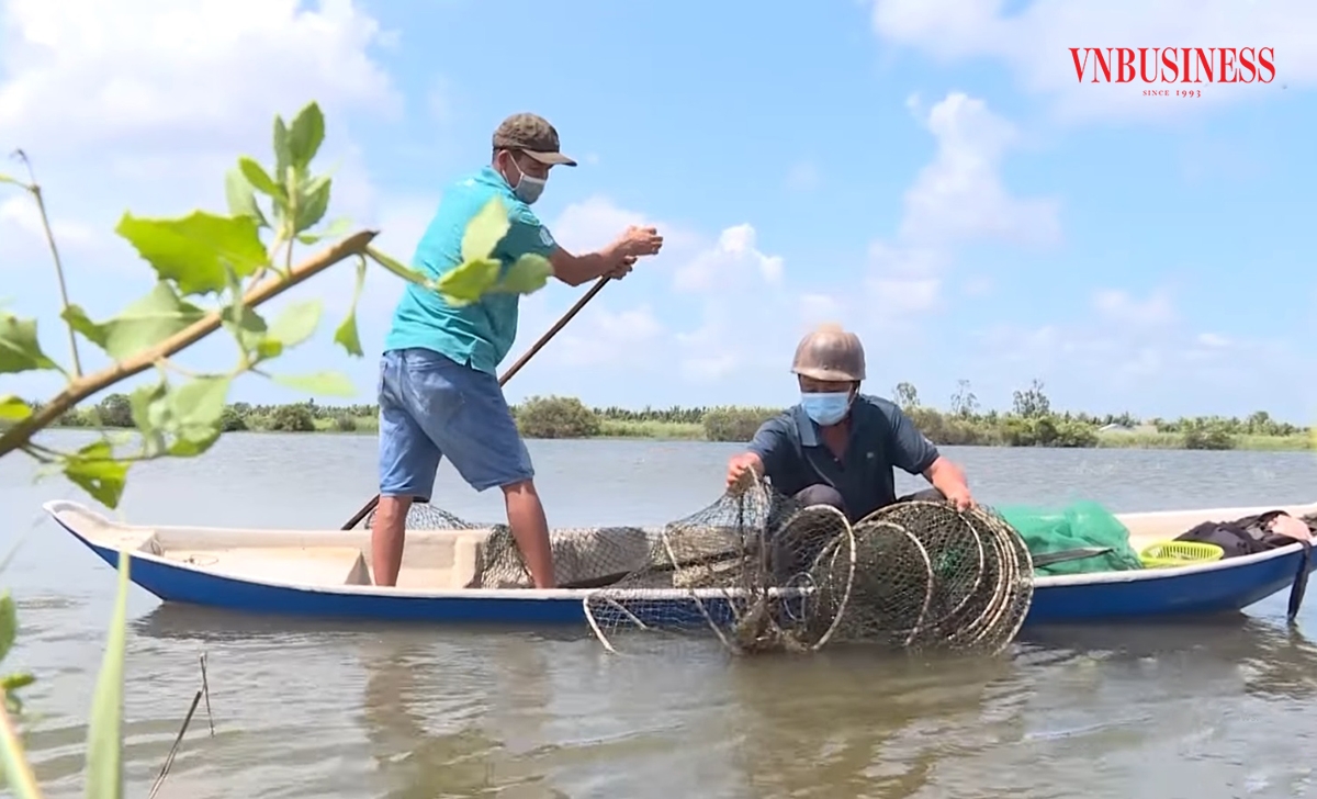 Kiên Giang định hướng phát triển mô hình lúa tôm hữu cơ để ứng phó bão hạn mặn.
