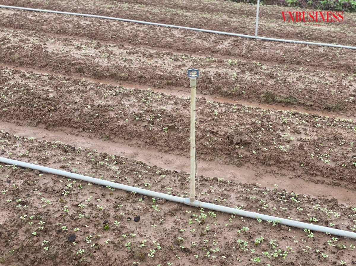 HTX sử dụng toàn bộ hệ thống tưới tự động để tạo độ ẩm thích hợp, giúp cây rau sinh trưởng và phát triển tốt; rút ngắn thời gian chăm sóc.