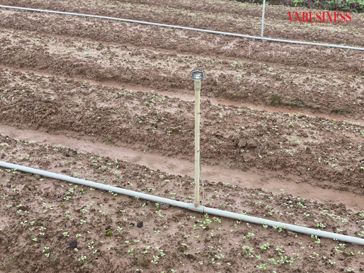 HTX sử dụng toàn bộ hệ thống tưới tự động để tạo độ ẩm thích hợp, giúp cây rau sinh trưởng và phát triển tốt; rút ngắn thời gian chăm sóc.