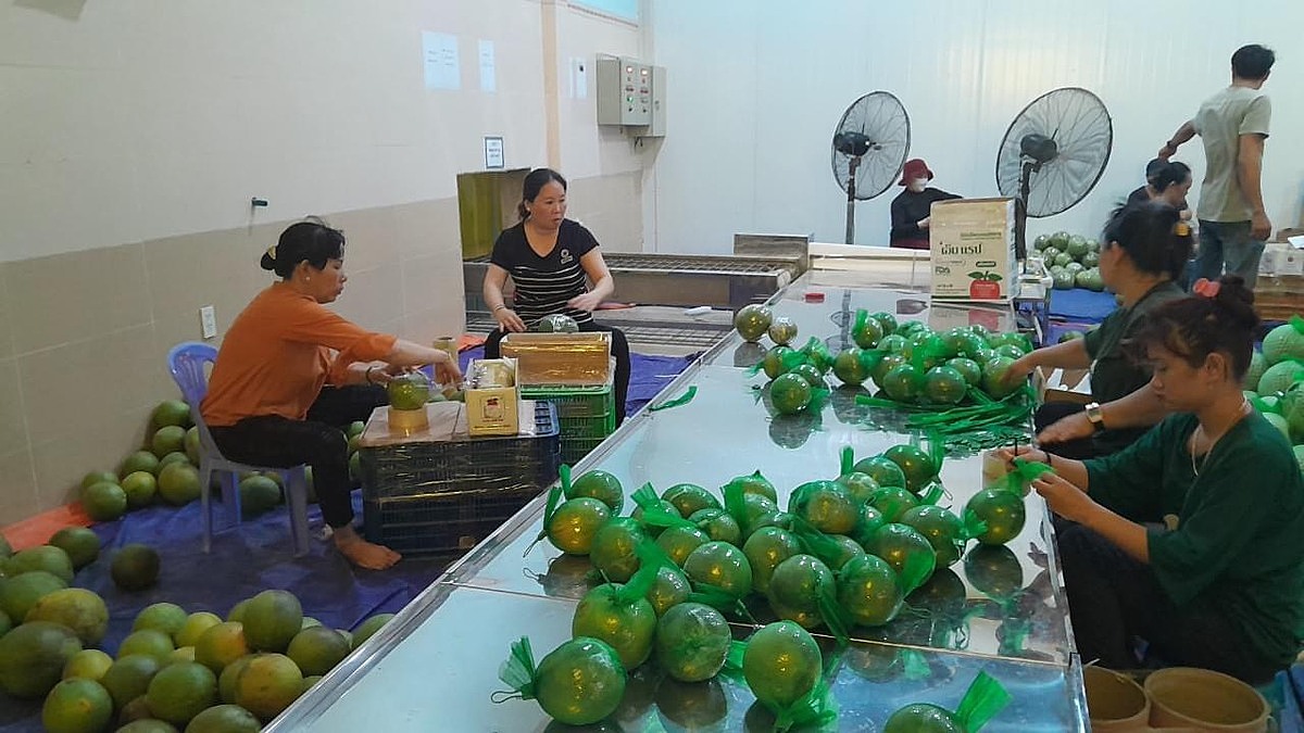 hiều HTX sản xuất bưởi đang có cơ hội m