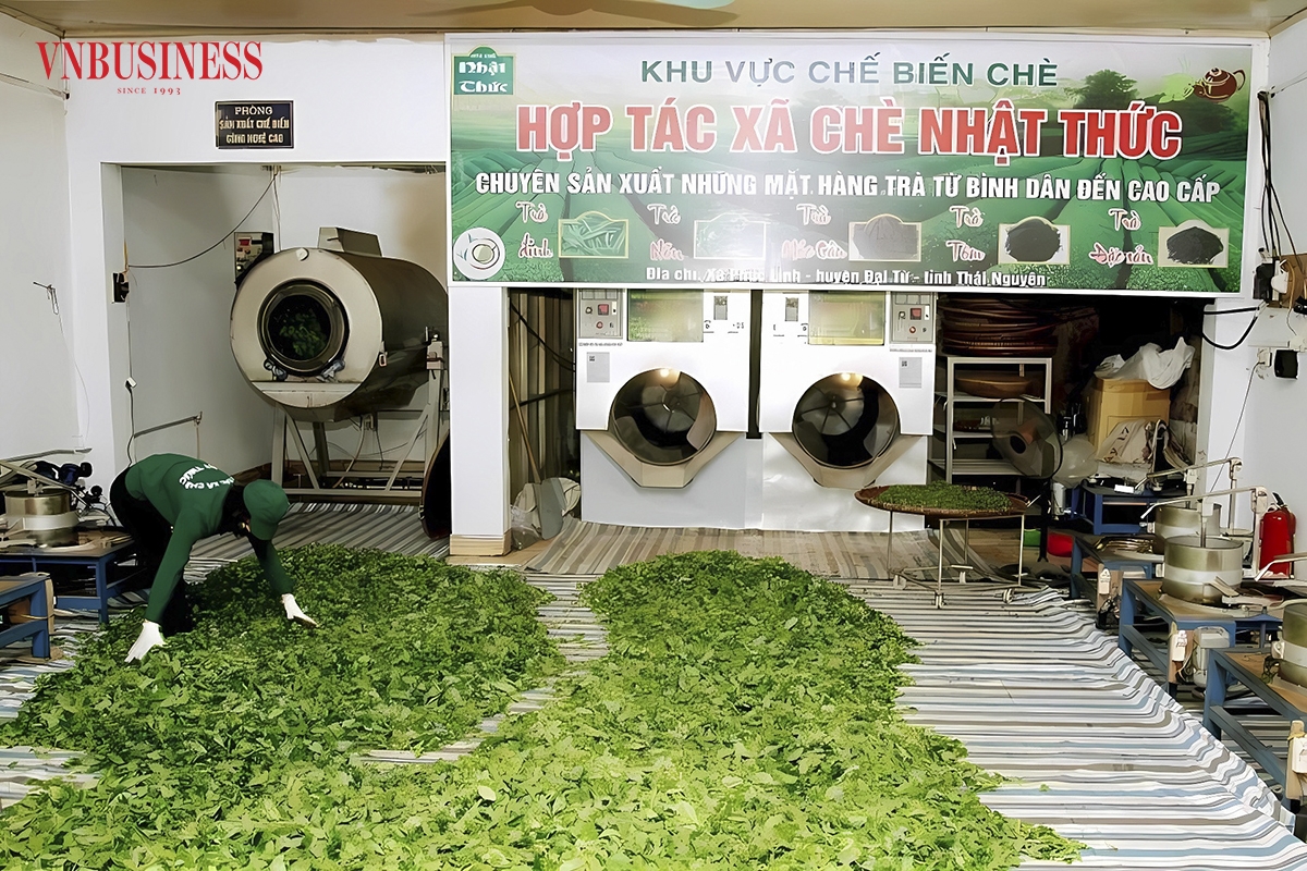 Ứng dụng các tiến bộ khoa học kỹ thuật vào chế biến chè giúp nâng cao giá trị, thời gian và chi phí sản xuất.