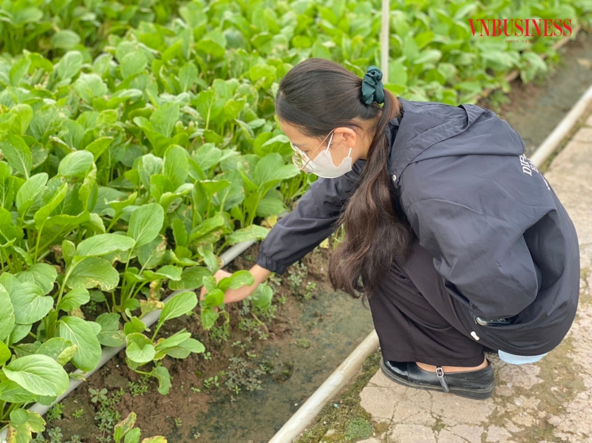 HTX sản xuất ổi, rau, củ, quả VietGAP xã Hoàn Long đang tập trung phát triển nông nghiệp theo hướng an toàn, không sử dụng phân bón và thuốc hóa học.