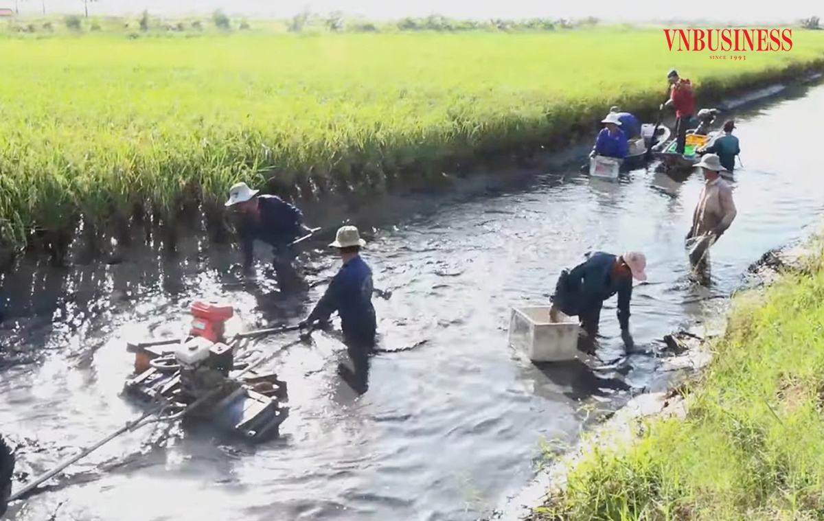 Mô hình lúa tôm đang mở ra hướng đi mới hiệu quả cho nông dân Kiên Giang.