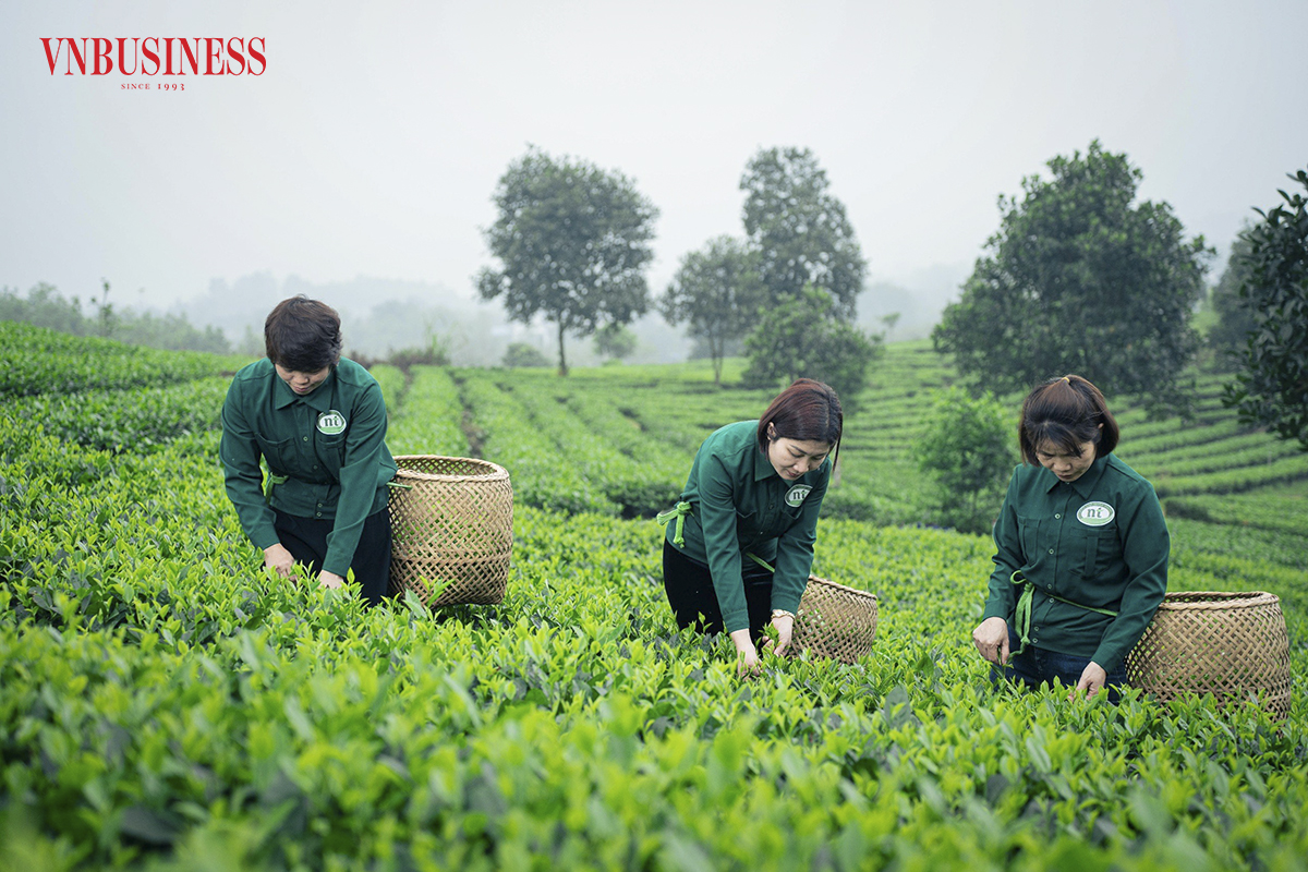 Sản xuất chè sạch theo hướng hữu cơ đang là hướng đi mang lại hiệu quả kinh tế cho HTX.