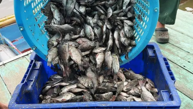 Chính phủ sẽ không mua cá rô phi đen nuôi và sẽ truy tố những người nuôi loài ngoại lai này.