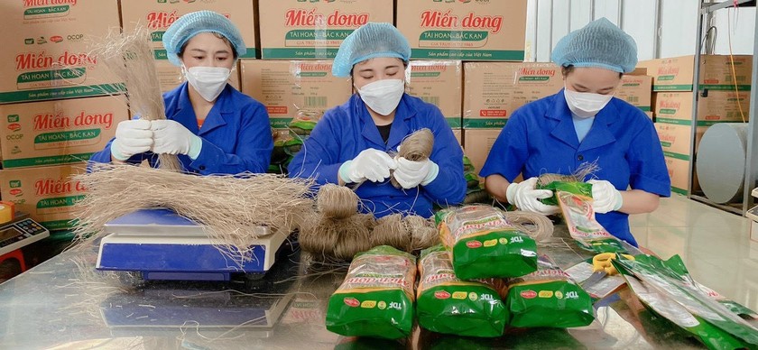 Miến dong của HTX Tài Hoan là sản phẩm nổi bật trong chương trình OCOP.