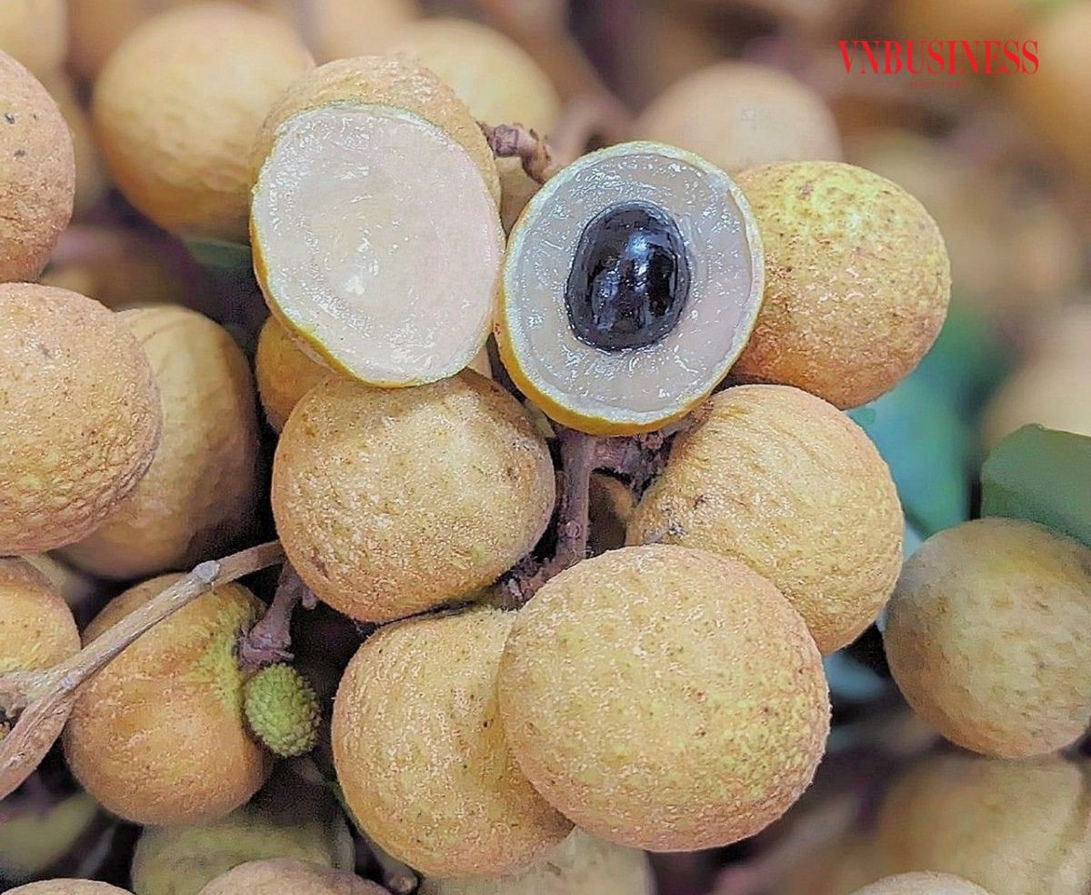 Nhờ trồng và chăm sóc theo đúng quy trình, nhãn của HTX cho quả chất lượng và được người tiêu dùng ưa chuộng.