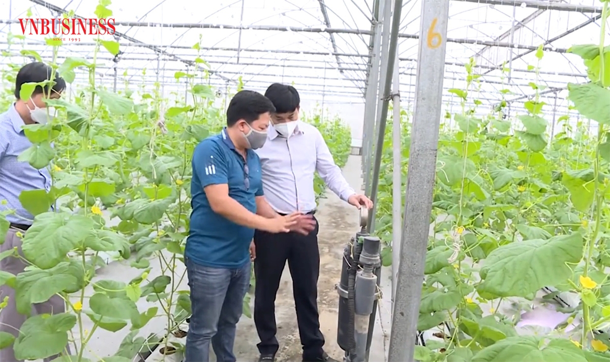 Không chỉ ở Đông Triều, nông nghiệp sạch đang lan tỏa khắp các địa phương ở Quảng Ninh.