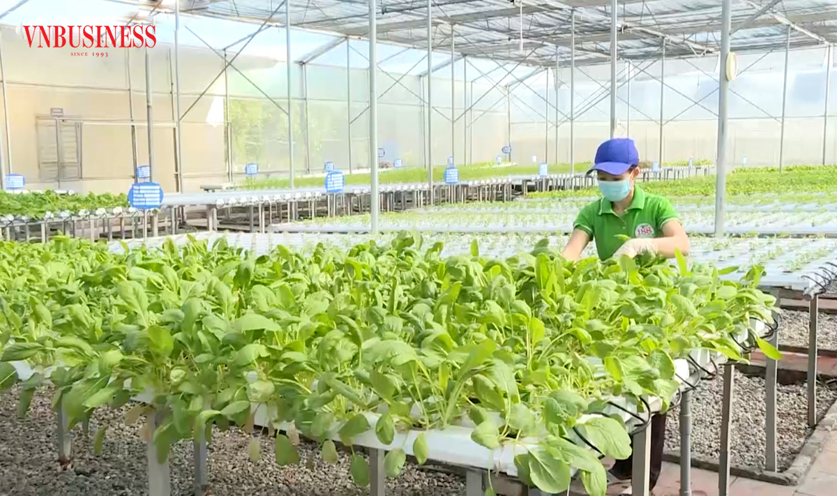 Khởi nghiệp với nông nghiệp sạch là xu hướng tất yếu để nông dân, HTX nâng cao giá trị sản xuất.