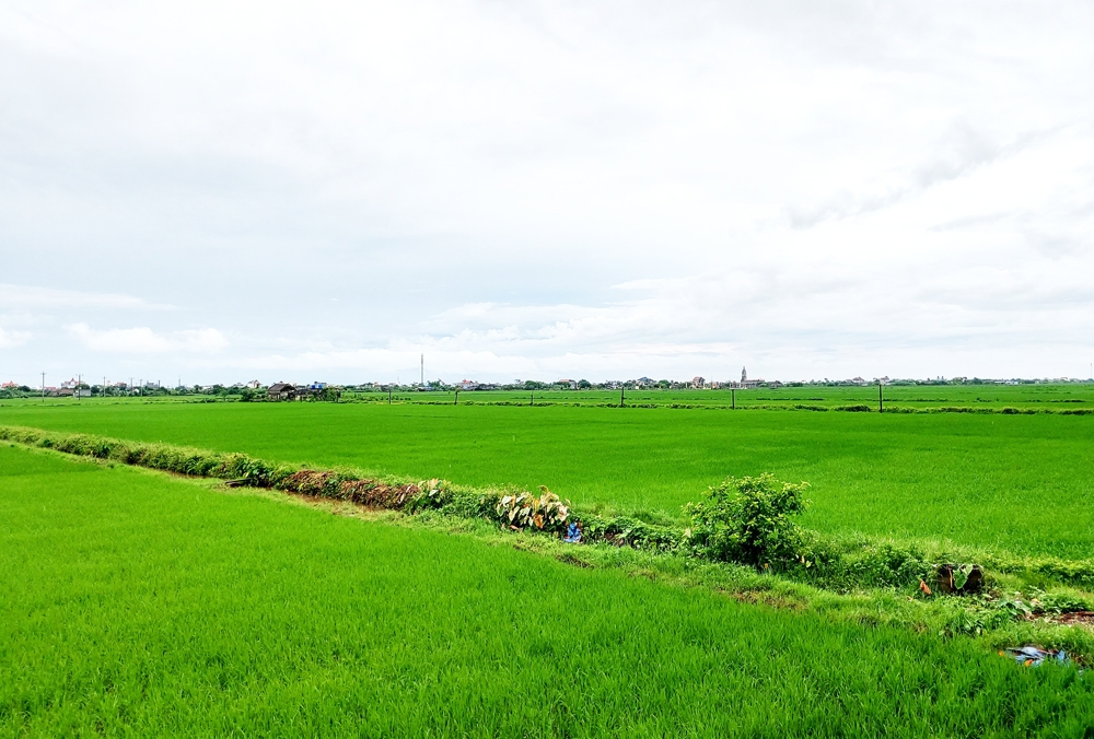 Từ 1/8, đất nông nghiệp bỏ hoang có thể sẽ bị Nhà nước thu hồi.