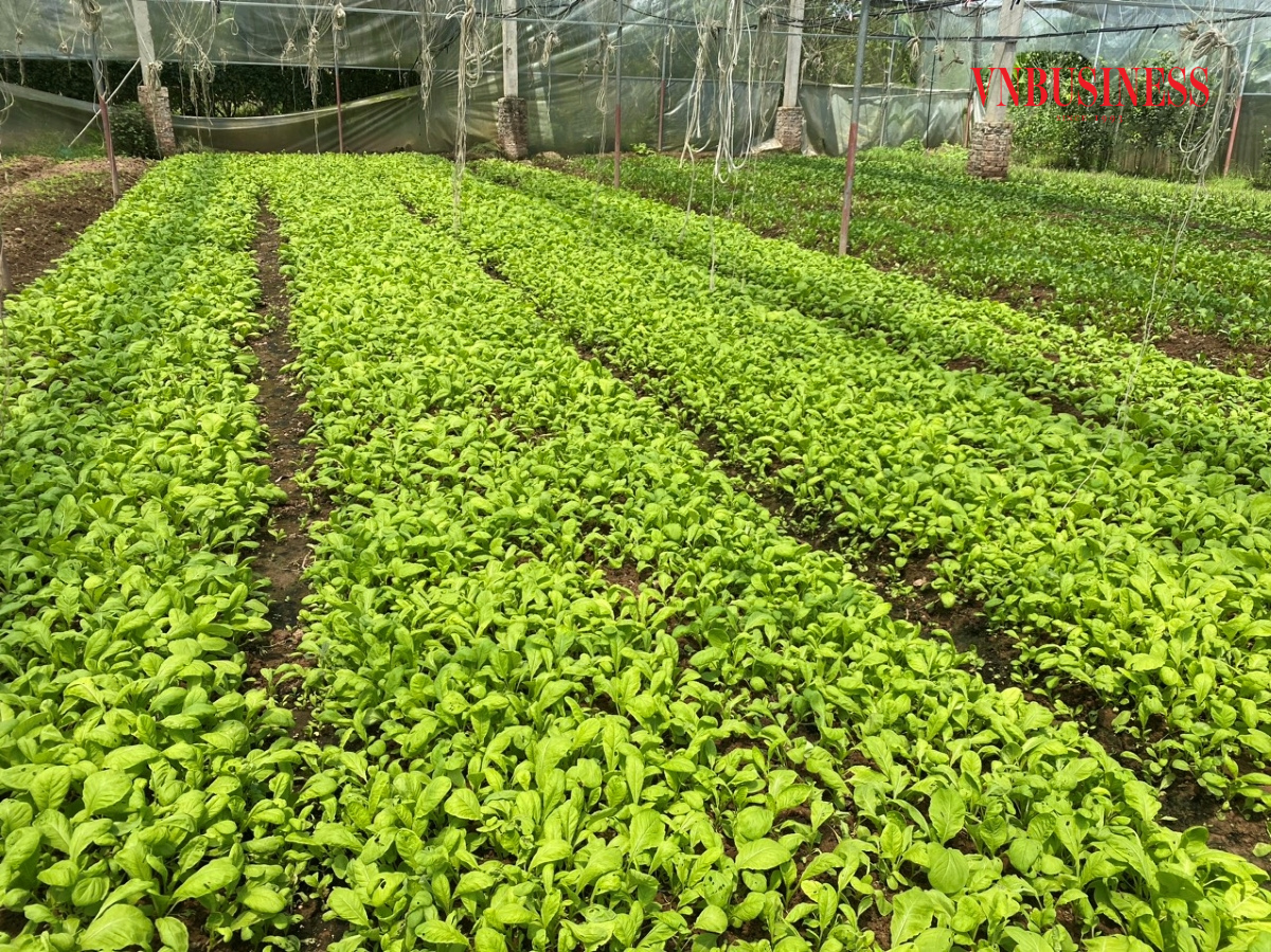 Trên diện tích gần 6h, HTX rau an toàn Tiền Tài canh tác các loại rau ăn lá, củ quả theo mùa, tuân thủ quy trình sản xuất nghiêm ngặt theo tiêu chuẩn VietGAP.