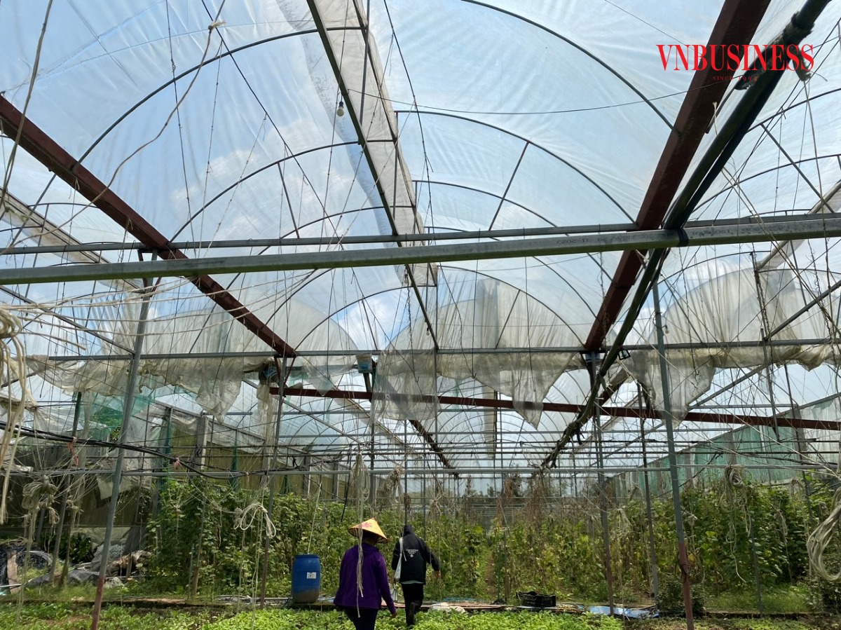 HTX đầu tư nhà kính, hệ thống tưới tiêu tự động, đèn chiếu sáng, camera giúp giảm sức lao động và đem lại hiệu quả cho quá trình sản xuất.